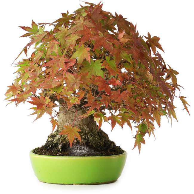 Acer palmatum, 21 cm, ± 40 ans, avec un mouvement et une ramification exceptionnellement bons, photographié aux couleurs d'automne (20 octobre)