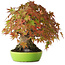 Acer palmatum, 21 cm, ± 40 jaar oud, met uitzonderlijk goede beweging en vertakking, gefotografeerd in herfstkleuren (20 oktober)