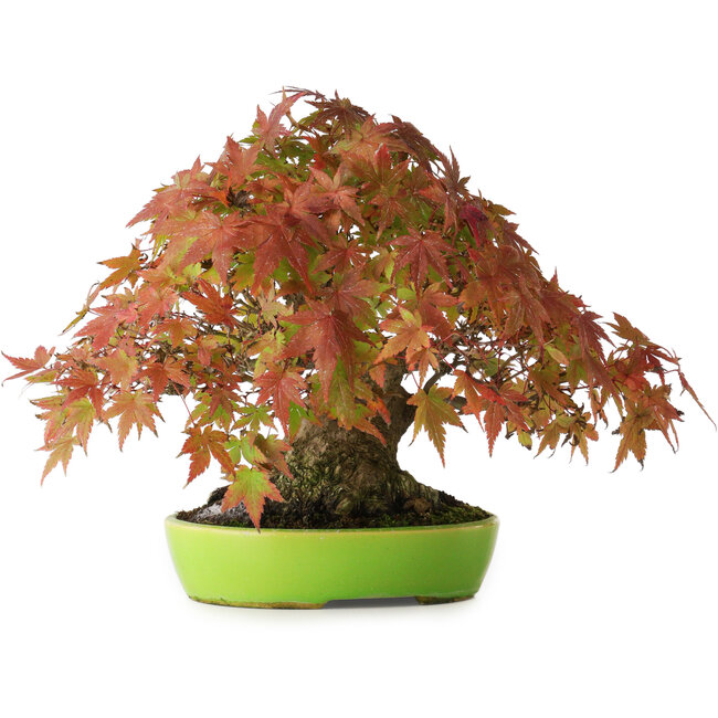 Acer palmatum, 21 cm, ± 40 anni, con movimento e ramificazione eccezionalmente buoni, fotografato nei colori autunnali (20 ottobre)