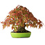 Acer palmatum, 21 cm, ± 40 years old, with exceptionally good movement and ramification, photographed in autumn colours (October 20)