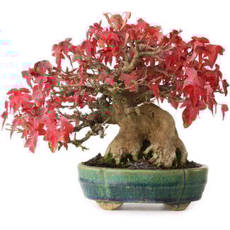 Aiba Koyou Acer buergerianum, 17,5 cm, ± 35 años