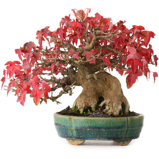 Aiba Koyou Acer buergerianum, 17,5 cm, ± 35 years old