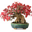 Acer buergerianum, 17,5 cm, ± 35 jaar oud, in een handgemaakte Japanse pot van Aiba Koyou, gefotografeerd in herfstkleuren (20 oktober)