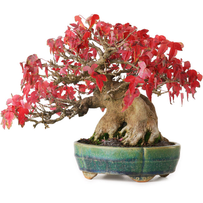 Acer buergerianum, 17,5 cm, ± 35 Jahre alt, in einem handgefertigten japanischen Topf von Aiba Koyou, fotografiert in Herbstfarben (20. Oktober)