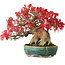 Acer buergerianum, 17,5 cm, ± 35 years old, in a handmade Japanese pot by Aiba Koyou, photographed in autumn colours (October 20)