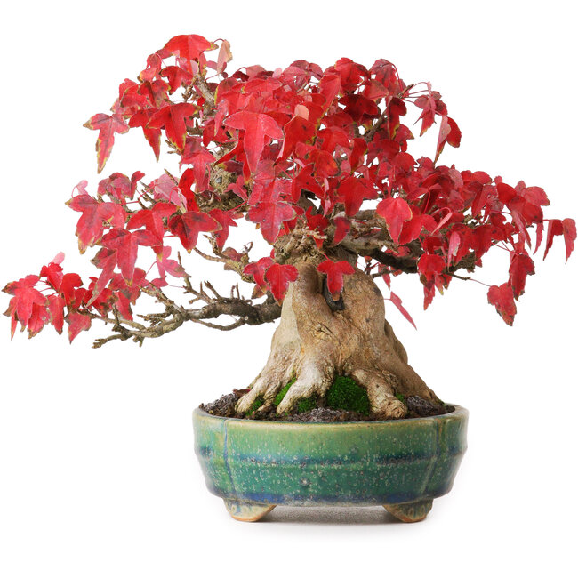 Acer buergerianum, 17,5 cm, ± 35 anni, in un vaso giapponese fatto a mano da Aiba Koyou, fotografato nei colori autunnali (20 ottobre)