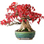 Acer buergerianum, 17,5 cm, ± 35 Jahre alt, in einem handgefertigten japanischen Topf von Aiba Koyou, fotografiert in Herbstfarben (20. Oktober)