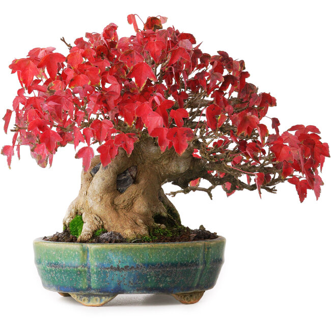 Acer buergerianum, 17,5 cm, ± 35 Jahre alt, in einem handgefertigten japanischen Topf von Aiba Koyou, fotografiert in Herbstfarben (20. Oktober)