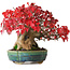 Acer buergerianum, 17,5 cm, ± 35 jaar oud, in een handgemaakte Japanse pot van Aiba Koyou, gefotografeerd in herfstkleuren (20 oktober)