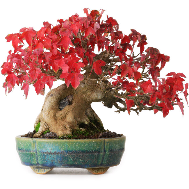 Acer buergerianum, 17,5 cm, ± 35 years old, in a handmade Japanese pot by Aiba Koyou, photographed in autumn colours (October 20)