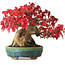 Acer buergerianum, 17,5 cm, ± 35 jaar oud, in een handgemaakte Japanse pot van Aiba Koyou, gefotografeerd in herfstkleuren (20 oktober)