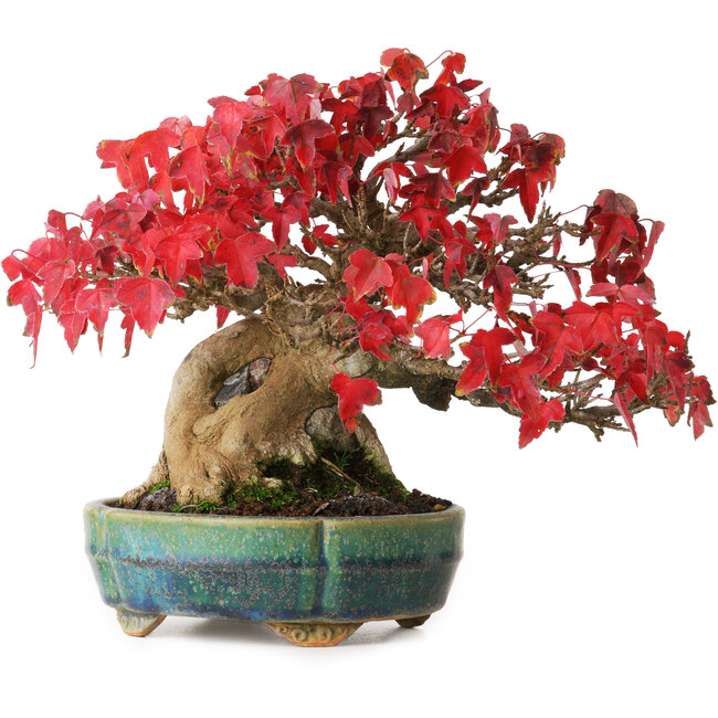 Acer buergerianum, 17,5 cm, ± 35 ans, dans un pot japonais fait main par Aiba Koyou, photographié aux couleurs d'automne (20 octobre)