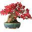 Acer buergerianum, 17,5 cm, ± 35 years old, in a handmade Japanese pot by Aiba Koyou, photographed in autumn colours (October 20)