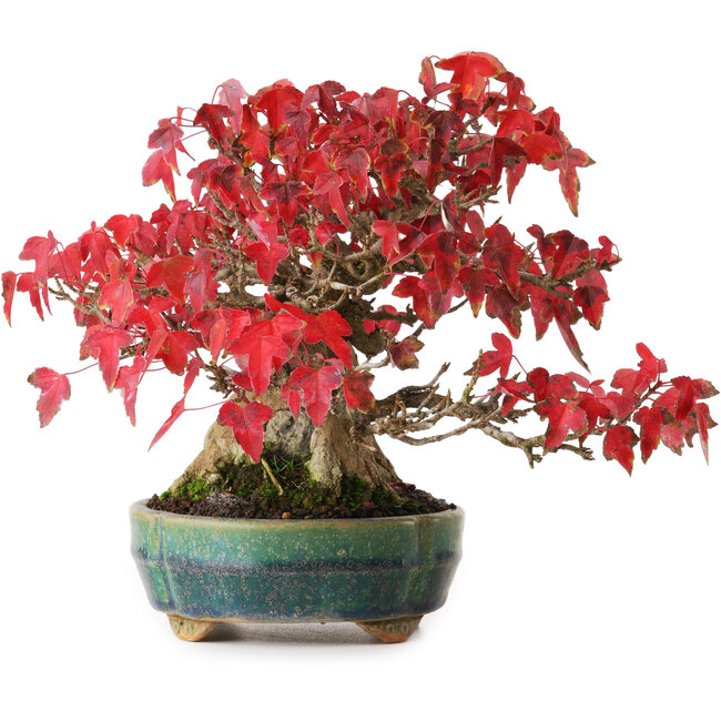 Acer buergerianum, 17,5 cm, ± 35 years old, in a handmade Japanese pot by Aiba Koyou, photographed in autumn colours (October 20)