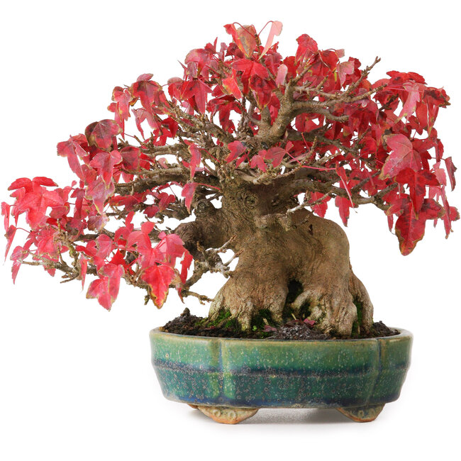 Acer buergerianum, 17,5 cm, ± 35 Jahre alt, in einem handgefertigten japanischen Topf von Aiba Koyou, fotografiert in Herbstfarben (20. Oktober)