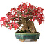 Acer buergerianum, 17,5 cm, ± 35 Jahre alt, in einem handgefertigten japanischen Topf von Aiba Koyou, fotografiert in Herbstfarben (20. Oktober)