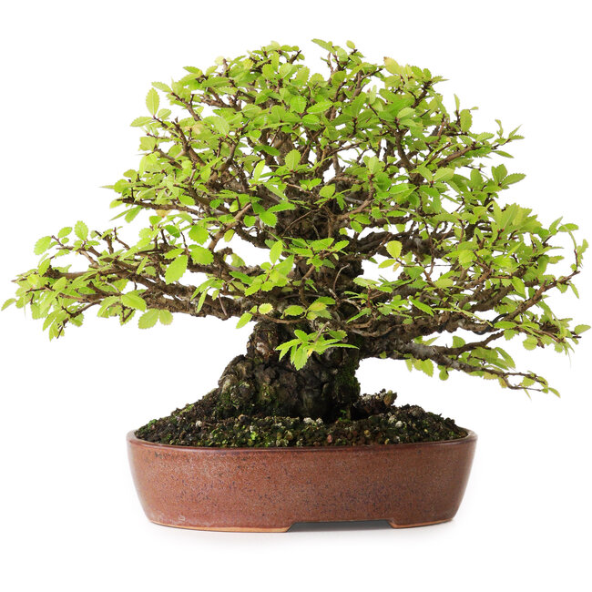 Ulmus parvifolia Nire, 16,5 cm, ± 25 anni, con una conicità e una ramificazione eccezionalmente buone, fotografato nei colori autunnali (15 ottobre)