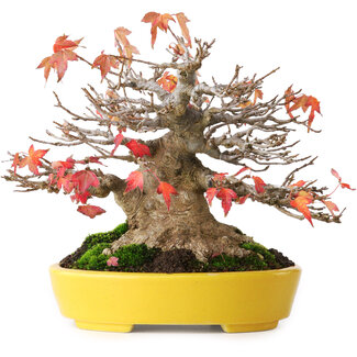 Aiba Koyou Acer buergerianum, 17,5 cm, ± 45 years old