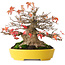 Acer buergerianum, 17,5 cm, ± 45 anni, con un nebari di 8 cm e in un vaso giapponese fatto a mano da Aiba Koyou, fotografato nei colori autunnali (20 ottobre)