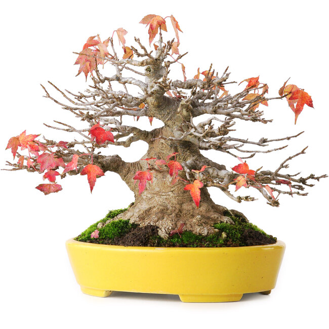 Acer buergerianum, 17,5 cm, ± 45 jaar oud, met een nebari van 8 cm en in een handgemaakte Japanse pot van Aiba Koyou, gefotografeerd in herfstkleuren (20 oktober)