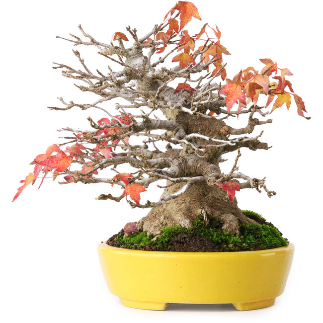 Acer buergerianum, 17,5 cm, ± 45 ans, avec un nebari de 8 cm et dans un pot japonais fait main par Aiba Koyou, photographié aux couleurs d'automne (20 octobre)