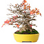 Acer buergerianum, 17,5 cm, ± 45 anni, con un nebari di 8 cm e in un vaso giapponese fatto a mano da Aiba Koyou, fotografato nei colori autunnali (20 ottobre)