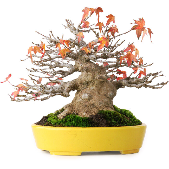 Acer buergerianum, 17,5 cm, ± 45 years old, with a nebari of 8 cm and in a handmade Japanese pot by Aiba Koyou, photographed in autumn colours (October 20)