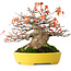 Acer buergerianum, 17,5 cm, ± 45 anni, con un nebari di 8 cm e in un vaso giapponese fatto a mano da Aiba Koyou, fotografato nei colori autunnali (20 ottobre)