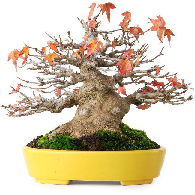 Acer buergerianum, 17,5 cm, ± 45 Jahre alt, mit einem Wurzelhals von 8 cm und in einem handgefertigten japanischen Topf von Aiba Koyou, fotografiert in Herbstfarben (20. Oktober)