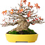 Acer buergerianum, 17,5 cm, ± 45 ans, avec un nebari de 8 cm et dans un pot japonais fait main par Aiba Koyou, photographié aux couleurs d'automne (20 octobre)