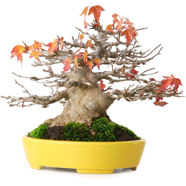 Acer buergerianum, 17,5 cm, ± 45 anni, con un nebari di 8 cm e in un vaso giapponese fatto a mano da Aiba Koyou, fotografato nei colori autunnali (20 ottobre)