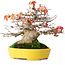 Acer buergerianum, 17,5 cm, ± 45 jaar oud, met een nebari van 8 cm en in een handgemaakte Japanse pot van Aiba Koyou, gefotografeerd in herfstkleuren (20 oktober)