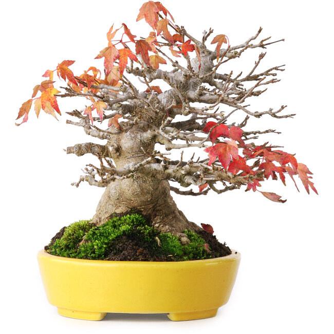 Acer buergerianum, 17,5 cm, ± 45 years old, with a nebari of 8 cm and in a handmade Japanese pot by Aiba Koyou, photographed in autumn colours (October 20)