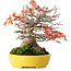 Acer buergerianum, 17,5 cm, ± 45 Jahre alt, mit einem Wurzelhals von 8 cm und in einem handgefertigten japanischen Topf von Aiba Koyou, fotografiert in Herbstfarben (20. Oktober)