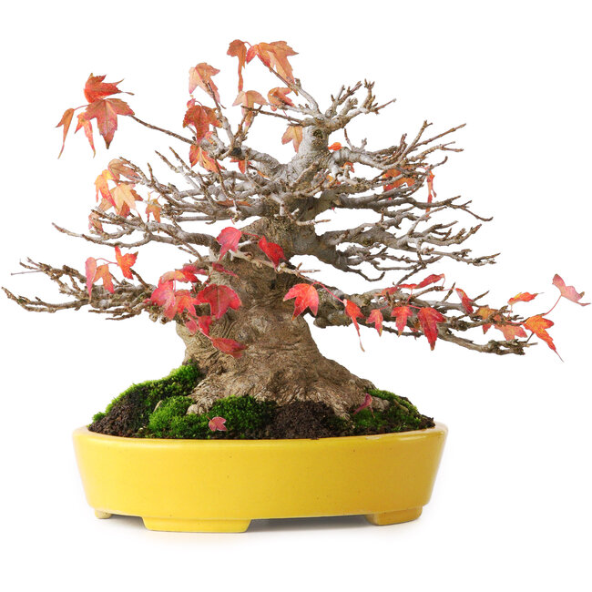 Acer buergerianum, 17,5 cm, ± 45 Jahre alt, mit einem Wurzelhals von 8 cm und in einem handgefertigten japanischen Topf von Aiba Koyou, fotografiert in Herbstfarben (20. Oktober)