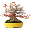Acer buergerianum, 17,5 cm, ± 45 Jahre alt, mit einem Wurzelhals von 8 cm und in einem handgefertigten japanischen Topf von Aiba Koyou, fotografiert in Herbstfarben (20. Oktober)