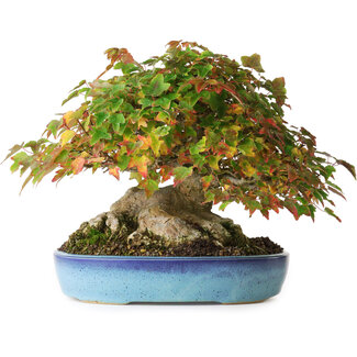 Acer buergerianum, 19 cm, ± 35 años