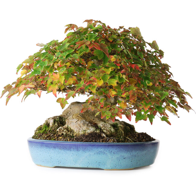 Acer buergerianum, 19 cm, ± 35 anni, con un nebari di 10 cm e radici fino a 15,5 cm, fotografato nei colori autunnali (20 ottobre)