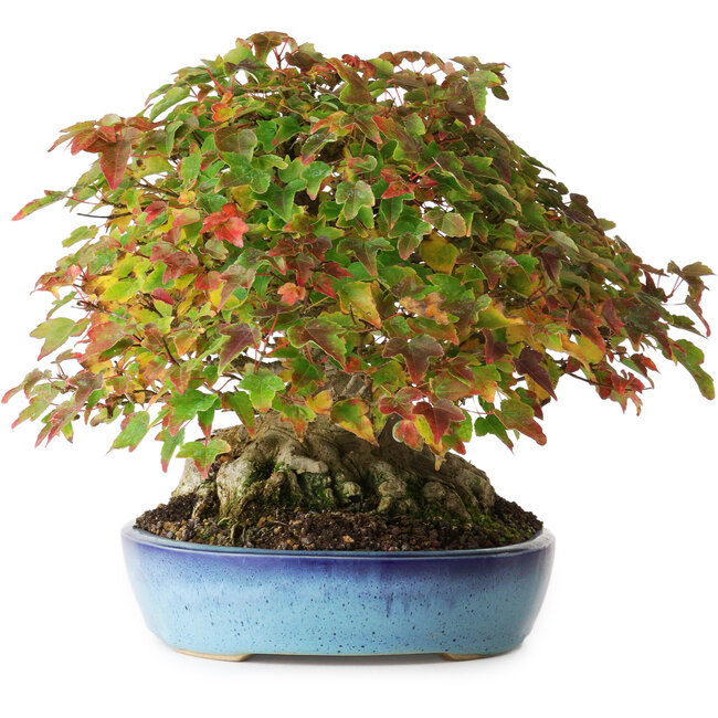 Acer buergerianum, 19 cm, ± 35 jaar oud, met een nebari van 10 cm en wortels tot 15,5 cm, gefotografeerd in herfstkleuren (20 oktober)