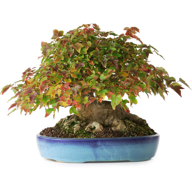 Acer buergerianum, 19 cm, ± 35 jaar oud, met een nebari van 10 cm en wortels tot 15,5 cm, gefotografeerd in herfstkleuren (20 oktober)
