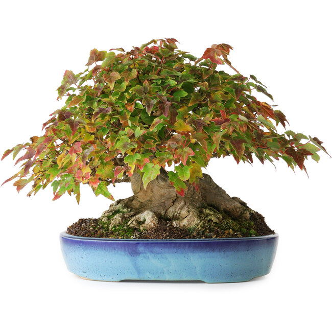 Acer buergerianum, 19 cm, ± 35 ans, avec un nebari de 10 cm et des racines jusqu'à 15,5 cm, photographié aux couleurs d'automne (20 octobre)