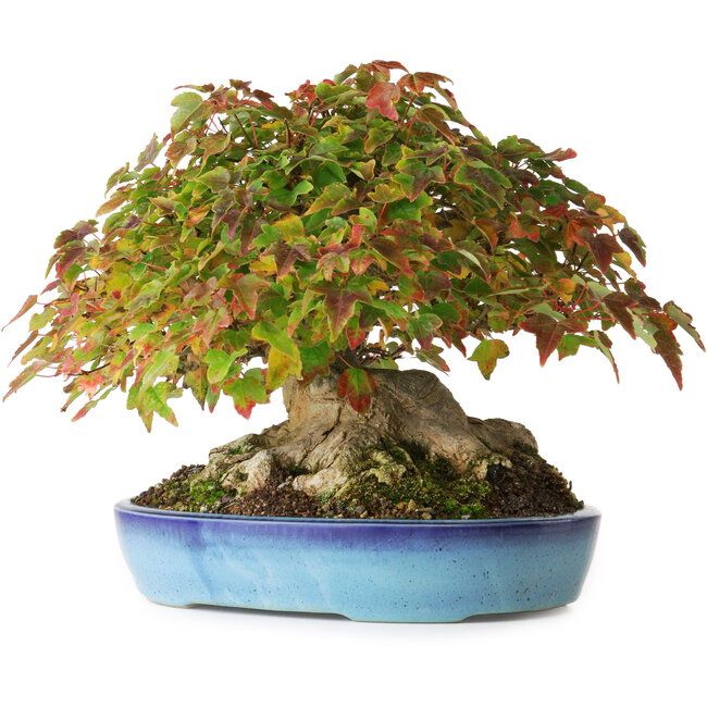 Acer buergerianum, 19 cm, ± 35 anni, con un nebari di 10 cm e radici fino a 15,5 cm, fotografato nei colori autunnali (20 ottobre)