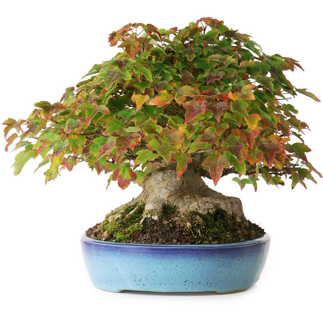 Acer buergerianum, 19 cm, ± 35 Jahre alt, mit einem Wurzelhals von 10 cm und Wurzeln bis zu 15,5 cm, fotografiert in Herbstfarben (20. Oktober)