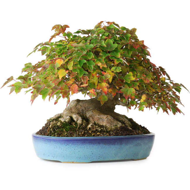 Acer buergerianum, 19 cm, ± 35 años, con un nebari de 10 cm y raíces de hasta 15,5 cm, fotografiado con colores otoñales (20 de octubre)