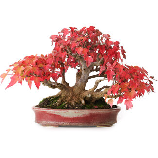 Aiba Koyou Acer buergerianum, 17,5 cm, ± 45 ans