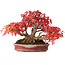 Acer buergerianum, 17,5 cm, ± 45 jaar oud, met een nebari van 8,5 cm en in een handgemaakte Japanse pot van Aiba Koyou, gefotografeerd in herfstkleuren (20 oktober)