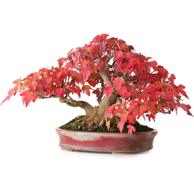Acer buergerianum, 17,5 cm, ± 45 Jahre alt, mit einem Wurzelhals von 8,5 cm und in einem handgefertigten japanischen Topf von Aiba Koyou, fotografiert in Herbstfarben (20. Oktober)
