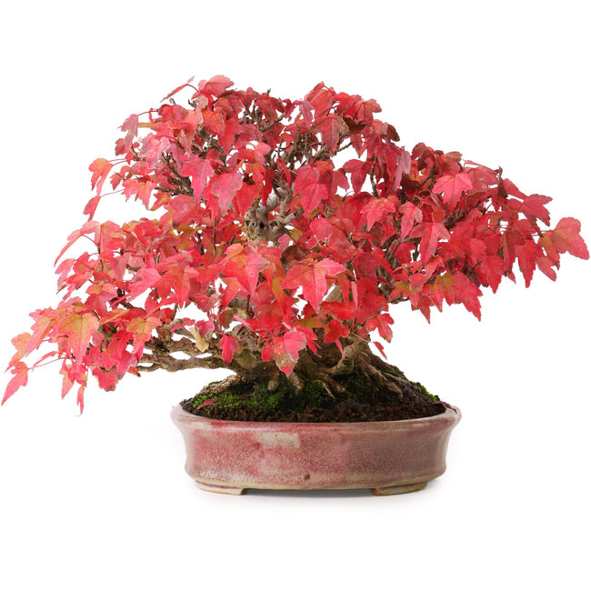 Acer buergerianum, 17,5 cm, ± 45 jaar oud, met een nebari van 8,5 cm en in een handgemaakte Japanse pot van Aiba Koyou, gefotografeerd in herfstkleuren (20 oktober)