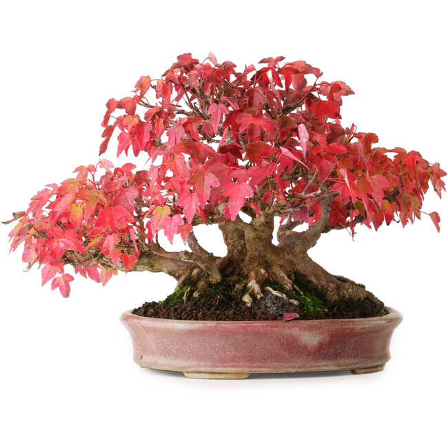 Acer buergerianum, 17,5 cm, ± 45 años, con un nebari de 8,5 cm y en una maceta japonesa hecha a mano por Aiba Koyou, fotografiado con colores otoñales (20 de octubre)