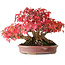 Acer buergerianum, 17,5 cm, ± 45 jaar oud, met een nebari van 8,5 cm en in een handgemaakte Japanse pot van Aiba Koyou, gefotografeerd in herfstkleuren (20 oktober)